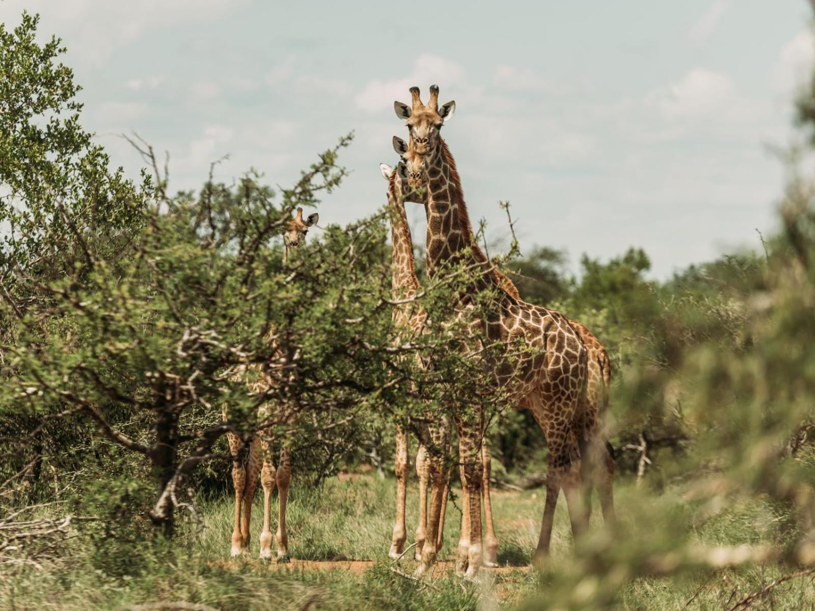 Maroelani Lodge- Greater Kruger Private Reserve Hoedspruit Exterior foto