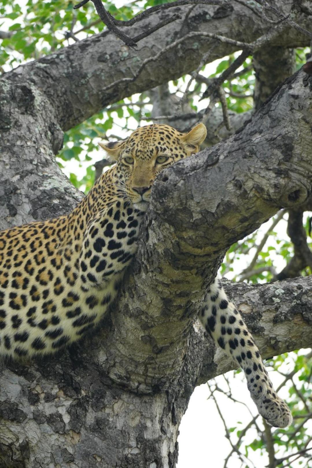 Maroelani Lodge- Greater Kruger Private Reserve Hoedspruit Exterior foto