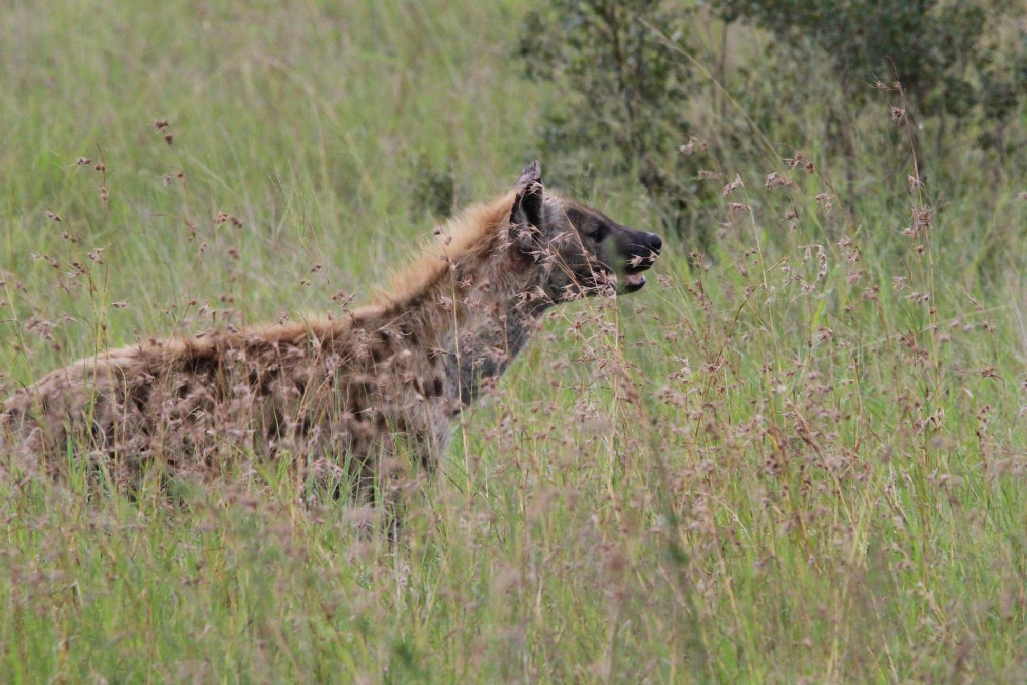 Maroelani Lodge- Greater Kruger Private Reserve Hoedspruit Exterior foto